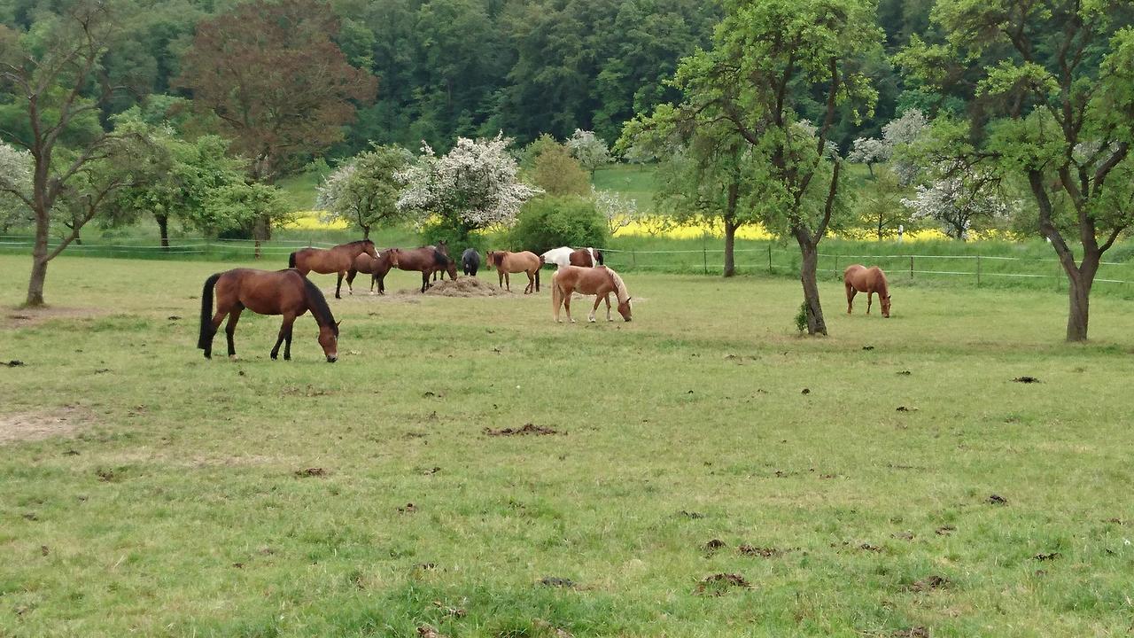 Ferienhaus Vom Bahratal Hausen Екстериор снимка